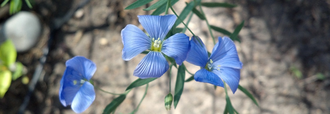 flower-slide